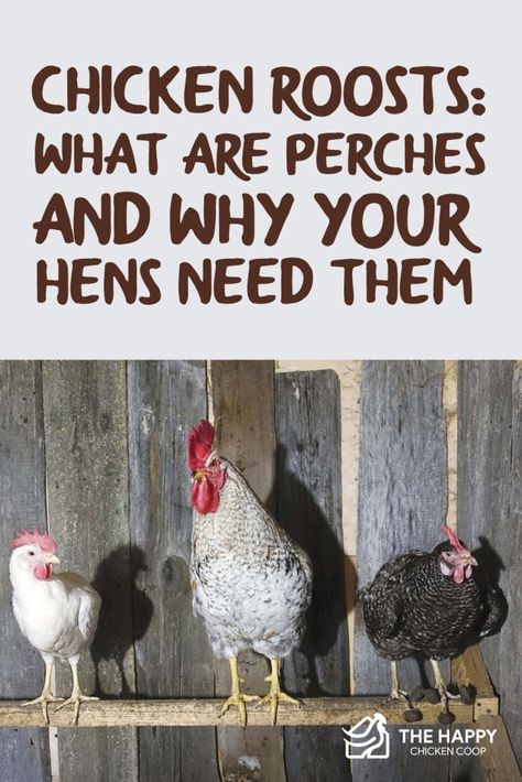 Chicken Roosting Ideas, Diy Chicken Perch, Chicken Roosts, Chicken Housing, Chicken Perches, Chicken Raising, Chicken Roost, Easy Chicken Coop, Chicken Coop Decor