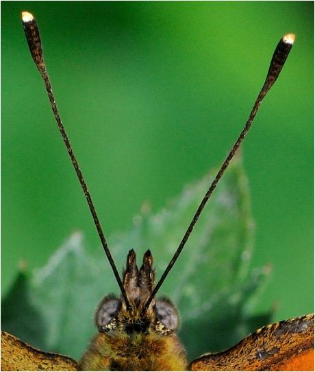 antennae Moth Antenna, Bug Antenna, Butterfly Antenna, Insect Antenna, Luna Mothews, Celtic Animals, Cosmic Egg, Animal Zodiac, Flower Costume