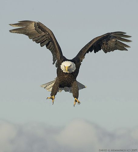 wings up | Flickr - Photo Sharing! David Hemmings, Bird Eagle, Aigle Royal, Raptors Bird, Eagle Drawing, Deer Photos, Eagle Pictures, Eagle Tattoos, Eagle Art