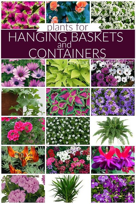 Porch Ferns Hanging Baskets, Planting In Containers Outdoor, Flowers That Hang Down, Hanging Outdoor Plants Patio, Begonia Hanging Basket Ideas, Petunia Hanging Basket Diy, Lobelia Hanging Basket, Hanging Potted Plants Outdoors, Petunias In Pots Hanging Baskets