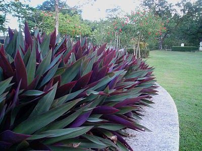 Roheo discolour Tropical Backyard Landscaping, Dream Garden Backyards, Pool Plants, Front Lawn Landscaping, Landscaping Around Trees, Edging Plants, Plants Pots, Tropical Backyard, Garden Vegetables