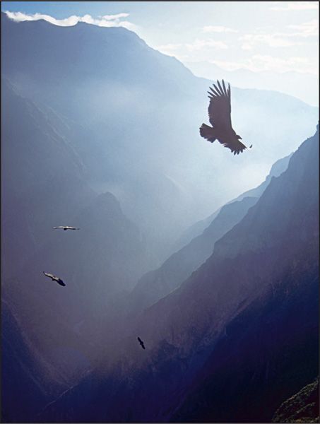 Colca Canyon, Arequipa, Peru; like Grand Canyon of the Colorado River, Arizona… Colca Canyon, Andean Condor, Inca Trails, Peru Travel, Machu Picchu, Ravenclaw, Bolivia, Beautiful World, Bald Eagle