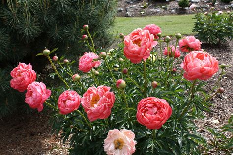 Photo of Garden Peony (Paeonia 'Coral Charm') uploaded by ARUBA1334 Peony Flower Garden, Peony Bulbs, Peony Care, Coral Charm Peony, Spring Peony, Peonies Season, Bridal Bouquet Peonies, Planting Peonies, Peony Root