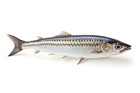 Mackerel fish seafood sardine animal.  | premium image by rawpixel.com Sardine Fish, Fish Nature, Mackerel Fish, Homemade Fishing Lures, Fish And Seafood, Fishing Lures, Free Image, Seafood, Tool Design