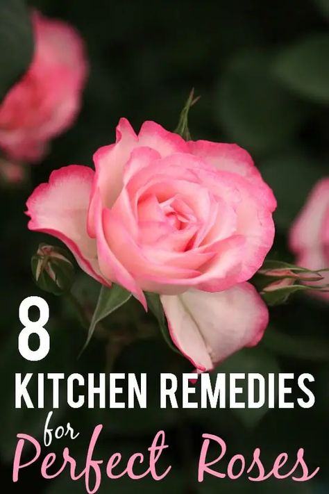 8 Kitchen Remedies for Perfect Roses Roses Garden Care, Rose Garden Landscape, Rose Plant Care, Rose Cuttings, Rose Garden Design, Rose Care, Garden Wallpaper, Garden Types, Belle Rose