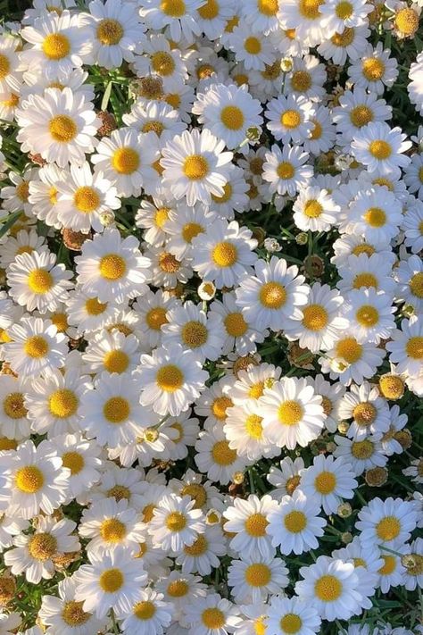 Daisy Flower Background, Foto Cowgirl, Yellow Aesthetic Pastel, Bellis Perennis, Daisy Wallpaper, Belle Nature, Nothing But Flowers, Yellow Daisies, Flower Therapy