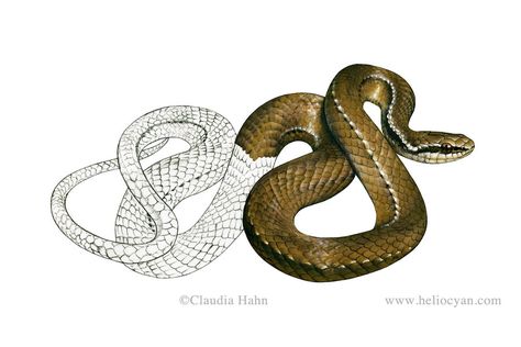 Shedding Skin Art, Snake Shedding Skin, Shedding Skin, Snake Photos, Snake Illustration, Nature Illustrations, Snake Shedding, Skin Drawing, Animals Illustration