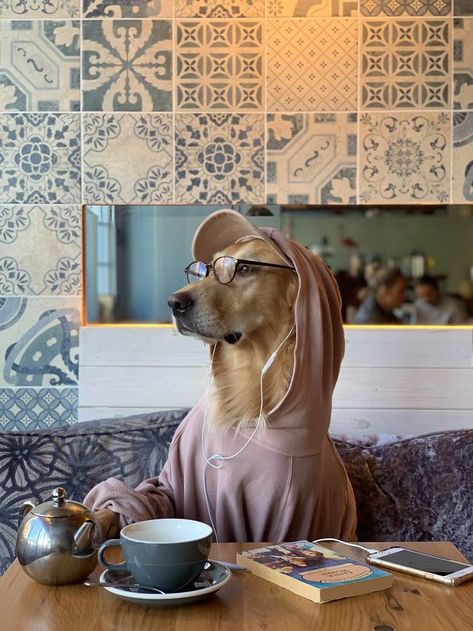 Mildly Obsessed With My Dog Dog Cafe, Dog Photoshoot, 강아지 그림, Pet Friendly Hotels, Luxury Pet, Eye Tutorial, Dog Photography, Funny Animal Pictures, Training Your Dog