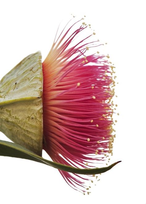 Eucalyptus Flowers, Foto Macro, Closeup Photo, Australian Flowers, Australian Native Flowers, Native Flowers, Australian Native Plants, Australian Flora, Australian Native