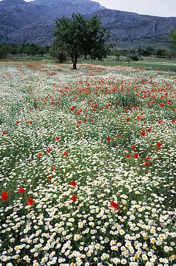 Wildflower meadow Flower Meadows, Wild Flower Meadow, Daisy Field, Wild Poppies, Flower Meadow, Spring Wildflowers, Landscape Designs, Animale Rare, Have Inspiration