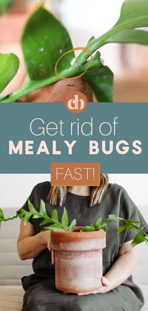 How To Get Rid Of Mealy Bugs On Succulents, Mealy Bugs On House Plants, How To Get Rid Of Mealy Bugs On Plants, Mealy Bugs How To Get Rid Of, Get Rid Of Mealy Bugs, White Bugs On Plants, Get Rid Of Bed Bugs, Plant Inspiration, Healthy Heart Tips