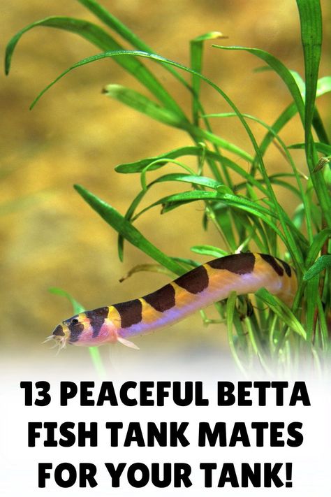 Create a flourishing betta fish tank with our expert advice on betta fish tank mates. Our blog post discusses the most suitable companions for your betta, contributing to a dynamic and healthy aquarium. Click to uncover the best options for your tank! Fish Compatible With Betta, Beta Fish Tips, Betta Fish Tank 10 Gallon, 8 Gallon Fish Tank Ideas, Beta Tank Mates, Koi Betta Fish Tank, How To Set Up A Fish Tank, Betta Fish Terrarium, Betta Fish Tank Ideas Plants