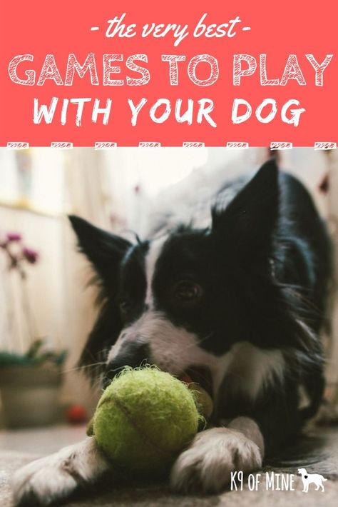 Games To Play With Dogs, Classic Backyard, Train Dog, Hyper Dog, Training Business, Dogs Accessories, Pattern Game, Easiest Dogs To Train, Dog Games