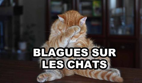 Une blague sur les chats, c’est drôle, ça fait toujours rigoler !   Vous avez sûrement déjà entendu que les chats règnent sur Internet ? Mais saviez-vous qu’ils sont également les stars incontestées du monde [...] L’article Envie d’une blague sur les chats est apparu en premier sur Mes Economies Faciles. Internet, Stars