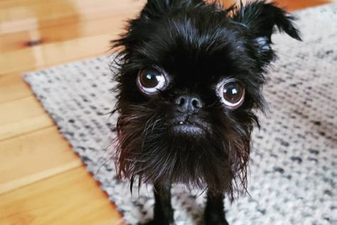 20 Brussels Griffon To Follow On Instagram in 2020 - helloBARK! Dogs, Black