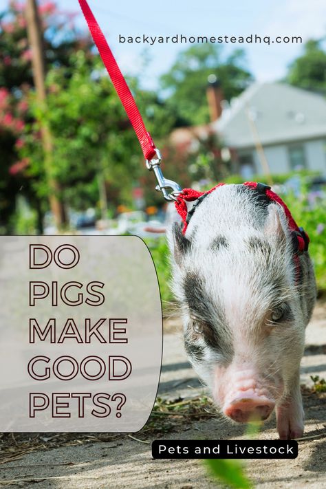 Pigs tend to destroy things due to their nature as foragers. Pigs may be subject to pet licensing and outdoor zoning laws. Pet pigs need sufficient space, appropriate food, & clean water. Pigs can be kept as house pets, though they can quickly grow larger than planned. House pet pigs can live up to 20 years. #livestocktips #pigsaspets #potbelliedpigs #indoorpetpigs #raisingpigs #raisingpigsaspets #backyardhomesteadhq Toys For Pigs, Pigs As Pets, Kune Kune Pigs, Backyard Homestead, Raising Pigs, Miniature Pigs, Micro Pigs, House Pets, Pot Belly Pigs