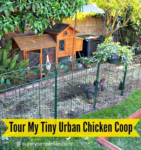 Tour Of My Tiny Chicken Coop | small chicken coop | premade coop | backyard chickens | urban chickens | raising chickens in a very small backyard can be done Tiny Chicken Coop, Chicken Castle, Chicken Coop Small, City Homestead, Chicken Enrichment, City Chickens, Small Chicken Coop, Urban Chicken Coop, Urban Chicken