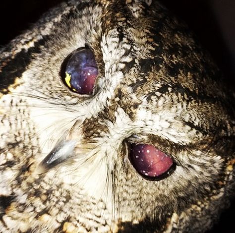 Zeus, The Blind Rescue Owl, Has Galaxies in His Eyes (With Exclusive Videos) Falco Pellegrino, Blind Owl, Western Screech Owl, Bird Eyes, Galaxy Eyes, Owl Tattoo Design, Screech Owl, Owl Photos, Owl Eyes