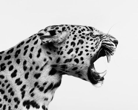 Spotted Leopard, Cheetah Print, Ford, Instagram Photos, Instagram