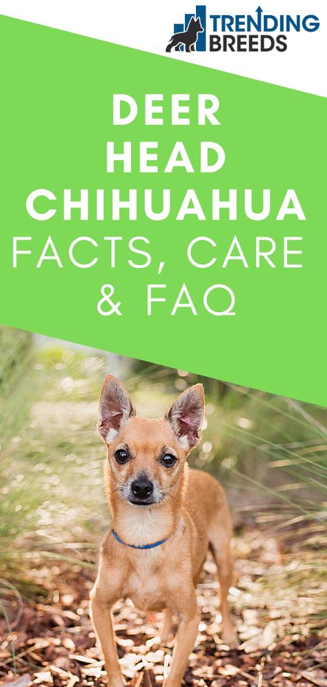 Deer Headed Chihuahua, Dear Head Chihuahua, Deer Chihuahua, Deer Head Chihuahua, Long Coat Chihuahua, Chihuahua Facts, Chihuahua Names, Chihuahua Art, 3 Dogs