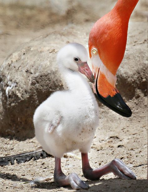 A Mother's Touch - Mother and baby flamingos at San Diego Zoo. Flamingo Things, Flamingo Stuff, Flamingo Beach, Baby Chick, Baby Bird, Pretty Birds, Pink Flamingo, Pink Flamingos, Animals Friends