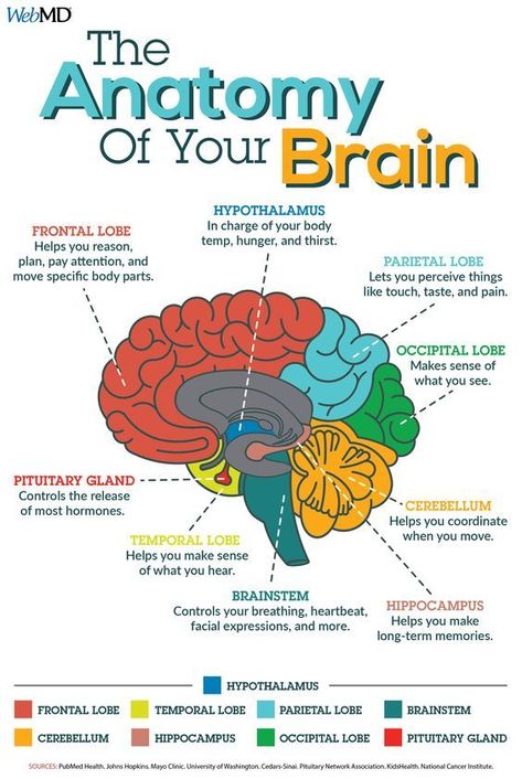 Medical Instagram, अंग्रेजी व्याकरण, Science Learning, Brain Facts, Medical Student Study, Brain Anatomy, The Human Brain, Human Body Anatomy, Medical School Inspiration