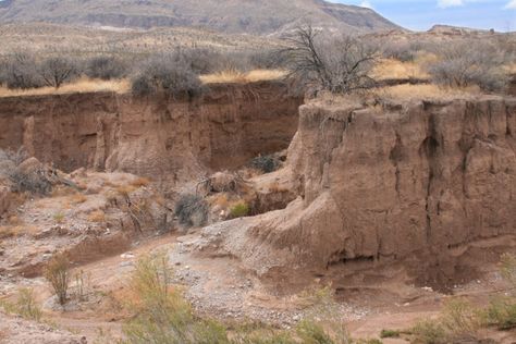 Dispatch From the Chihuahuan Desert Grasslands - Regeneration International Chihuahuan Desert, Mexican Revolution, Deserts Of The World, Chihuahua Mexico, Mural Ideas, West Texas, Inspirational Posters, Working Together, Warhammer 40k