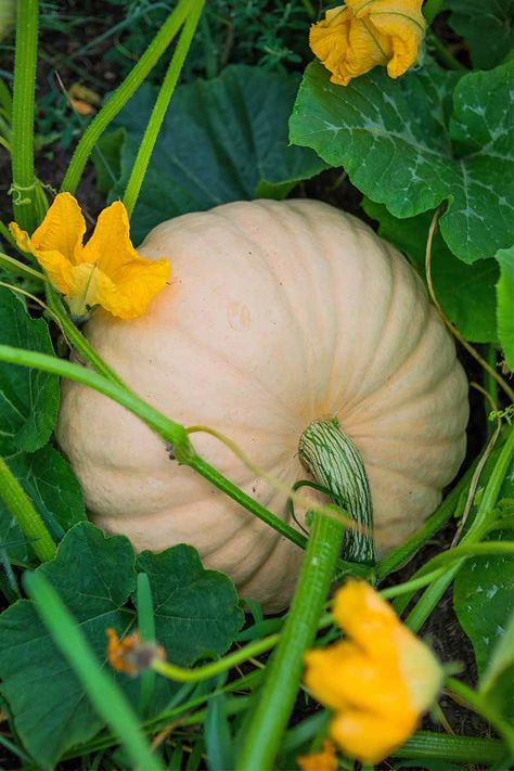 Grow the most sincere pumpkin patch around with our tips- read our guide to growing winter squash now on Gardener's Path - it's Great! Growing Winter Squash, Male Flowers, Pinky Orange, Cooking Pumpkin, Squash Seeds, Pink Pumpkin, Pink Pumpkins, Winter Squash, Caicos Islands