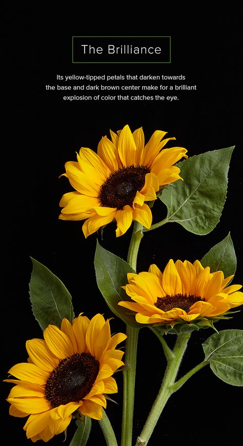 Photos Of Sunflowers, Sunflower Reference, Pictures Of Sunflowers, Images Of Sunflowers, Sunflowers Photography, Sunflower Facts, Tall Sunflowers, Real Sunflower, Sunflower Photos