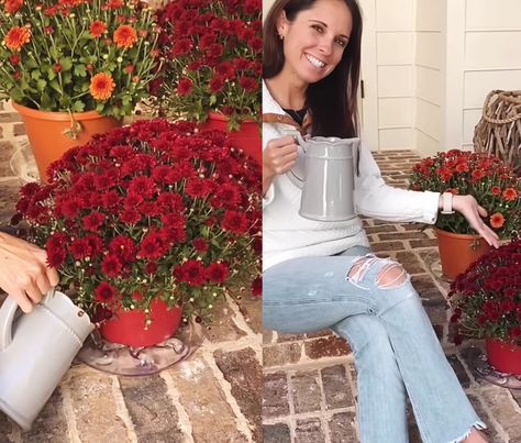 This Trick Will Keep Mums Alive All Season Long | Hunker Planting Mums, Plant Saucers, Fall Flower, Fall Treats, Fall Flowers, Simple Tricks, Fall Thanksgiving, Garden And Yard, Container Gardening