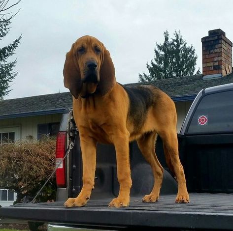 Dog House Air Conditioner, Hound Hunting, Blood Hounds, Blood Hound, Bloodhound Puppies, Dogs Tattoo, Working Dogs Breeds, Bloodhound Dogs, Akc Breeds