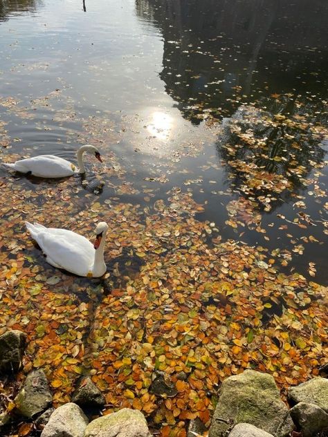 New England Autumn, Fall Aesthetic Pictures, Feels Like Fall, Fall Boards, Autumn In New York, Mazzy Star, Fallen Leaves, Cozy Season, Playlist Covers