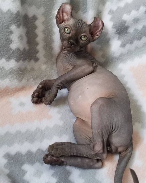 black sphynx - sphynx kittens - hairless kittens — NOCOATKITTY SPHYNX Black Elf, Hairless Kitten, Sphynx Kittens, Elf Cat, Odd Eyes, Sphynx, Beautiful Creatures, Cat Art, Garden Sculpture