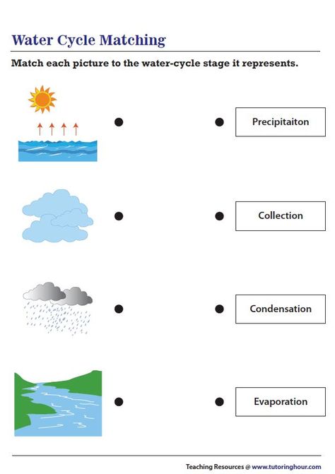 Water Cycle Craft, Water Cycle Experiment, Water Cycle Activities, Water Cycle Worksheet, Worksheet For Class 2, Human Body Organs, Matching Worksheets, Homeschool Worksheets, 2nd Grade Worksheets