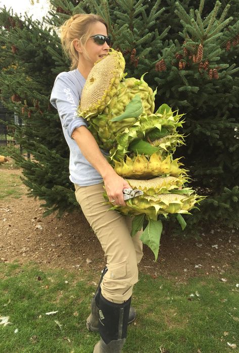 Mammoth Sunflower, Yoga Flowers, Dried Sunflowers, Giant Sunflower, Garden Works, Homestead Farm, Sunflower Garden, Garden Harvest, Pollinator Garden