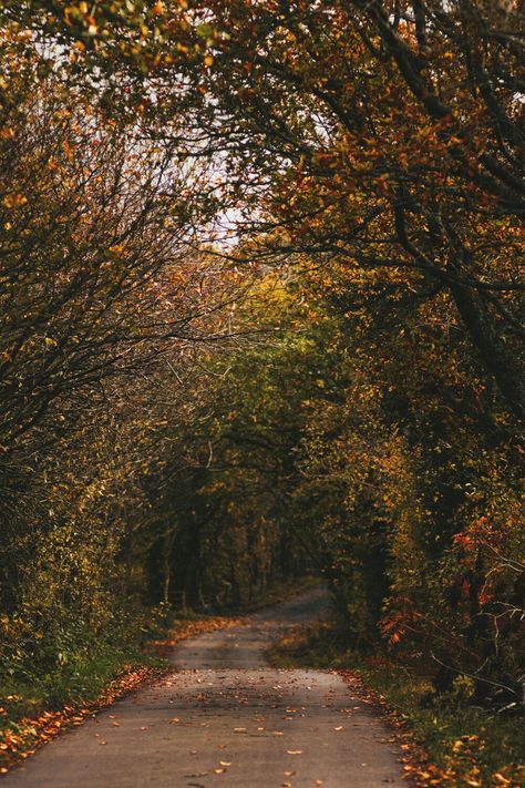 Autumn in county Durham, England | A Curious Fancy | Autumn England, Durham England, Fall Mood Board, Fall Mood, Dark Autumn, Autumn 2024, Autumn Scenery, Fall Feels, Autumn Vibes