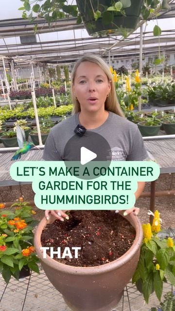 Hummingbird Garden Ideas, Hummingbird Feeder Diy, Plants To Attract Hummingbirds, Shrimp Plant, Diy Hummingbird Feeder, Attracting Hummingbirds, Hummingbird Drawing, Hummingbird Food, Hummingbird Nests