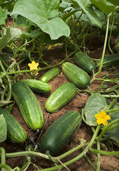 Gardening 101, How To Grow Cucumbers, How To Process Cucumbers, And Medicinal Properties Of Cucumbers