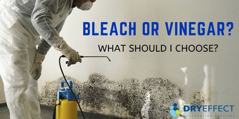 Nowadays, mold growth is a common household problem. Is your house affected too? This post will help you learn how to kill mold using home cleaning agents.  #mold #moldgrowth #moldremoval #moldremediation #cleaningagent #bleach #vinegar How To Get Rid Of Black Mold In Basement, How To Clean Mold Off Walls, Cleaning Mold Off Walls, How To Kill Mold In Bathroom, How To Remove Mold From Walls, How To Clean Mold From Walls, Mold Remediation Diy, Mold In Crawl Space, Remove Mold From Walls