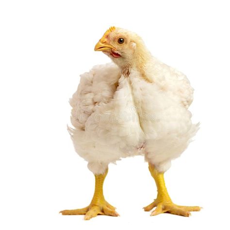 Broiler chicken 21 days old isolated on white. #Sponsored , #Ad, #sponsored, #chicken, #isolated, #days, #Broiler Broiler Chicken, Day Old Chicks, Bully Breeds Dogs, Livestock Farming, White Chicks, Chicken Farm, Bully Breeds, White Stock, Recipe Images