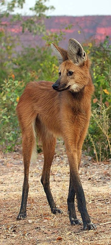 Maned wolves may have lanky legs, but it looks like someone sprinkled Miracle-Gro on their ears, too. Luckily, they only serve to make him look more debonair. Maned Wolf Tattoo, Brazil Animals, Bizarre Animals, Maned Wolf, Regnul Animal, Interesting Animals, Unusual Animals, Rare Animals, Pretty Animals