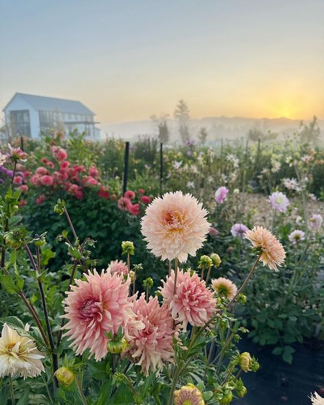 Stephanie Ware (@stephware) • Instagram photos and videos Stephanie Aesthetic, September Aesthetic, Teacup Flowers, Country Aesthetic, Mt Vernon, Flower Display, Early Bird, Floral Display, Country Cottage