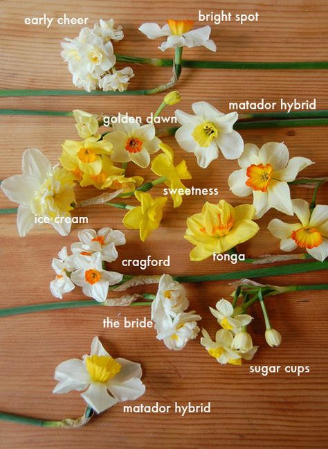 Daffodils are my favorite flower, here is Louisville they grow wild in the spring.  One of the many reasons I love this city Urban Gardening Ideas, Daffodil Bulbs, Garden Bulbs, Peonies Garden, Hybrid Tea Roses, Urban Gardening, Spring Bulbs, 문신 디자인, English Roses