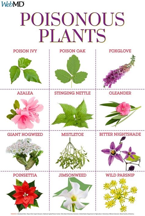 Poison Plants, Poison Ivy Plants, Medicinal Wild Plants, Identify Plants, Deadly Plants, Leaf Identification, Witch Herbs, نباتات منزلية, Garden Inspo