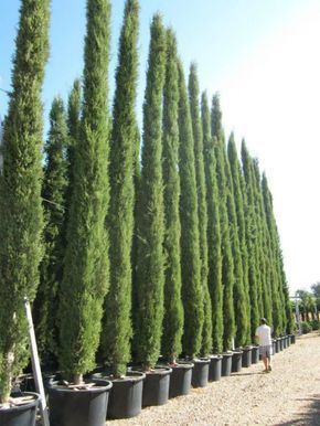 Top 10 Beautiful Plants You Can Grow Instead Of A Fence Best Trees For Privacy, Reka Bentuk Landskap, Cyprus Trees, Italian Cypress Trees, Leyland Cypress, Italian Cypress, Garden Hedges, Privacy Trees, Privacy Plants