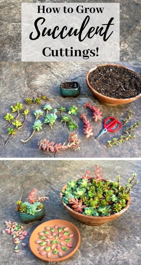 Cute Ways To Plant Succulents, Diy Succulents Planters, Porch Succulent Ideas, Panda Plant Care, Diy Succulent Soil, Planting Succulents In Containers, Caring For Succulents Indoor, Succulents In Glass Containers, Kolaczki Cookies