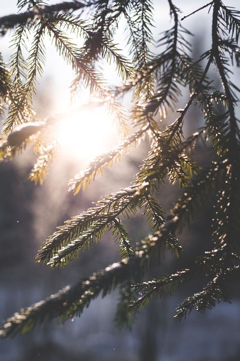 Winter Morning Wallpaper, January Cozy Aesthetic, Sunny Winter Morning, Sunny Winter Day Aesthetic, Sunny Winter Aesthetic, Winter Forest Photography, Winter Solistic, Piglet Aesthetic, Winter Morning Aesthetic