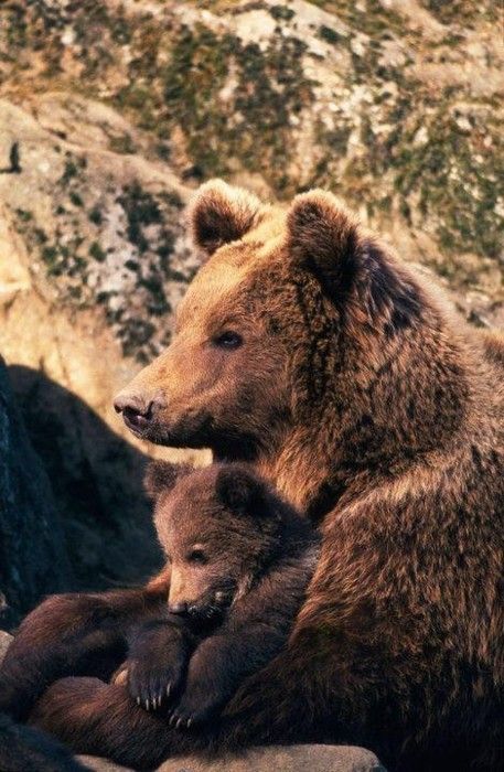 Bears relaxing Matka Natura, Brown Bears, Momma Bear, Love Bear, Grizzly Bear, Sweet Animals, Animal Planet, Baby Bear, Animal Photo