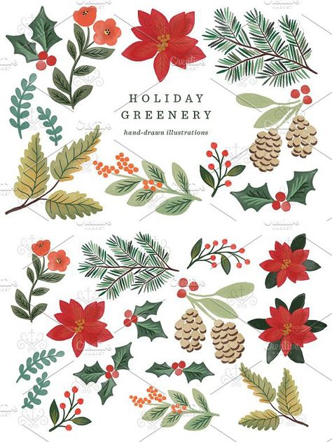 Holiday Greenery Illustrations. Watercolor Flowers Holiday Floral Illustration, Winter Plant Drawing, Christmas Plants Drawing, Christmas Plants Illustration, Christmas Greenery Illustration, Christmas Greenery Drawing, Winter Foliage Illustration, Christmas Flower Illustration, Christmas Flowers Illustration