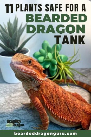 Bearded Dragon Tank Setup, Bearded Dragon Setup, Bartagamen Terrarium, Bearded Dragon Toys, Diy Bearded Dragon Enclosure, Bearded Dragon Vivarium, Bearded Dragon Terrarium Ideas, Dragon Terrarium, Bearded Dragon Tattoo